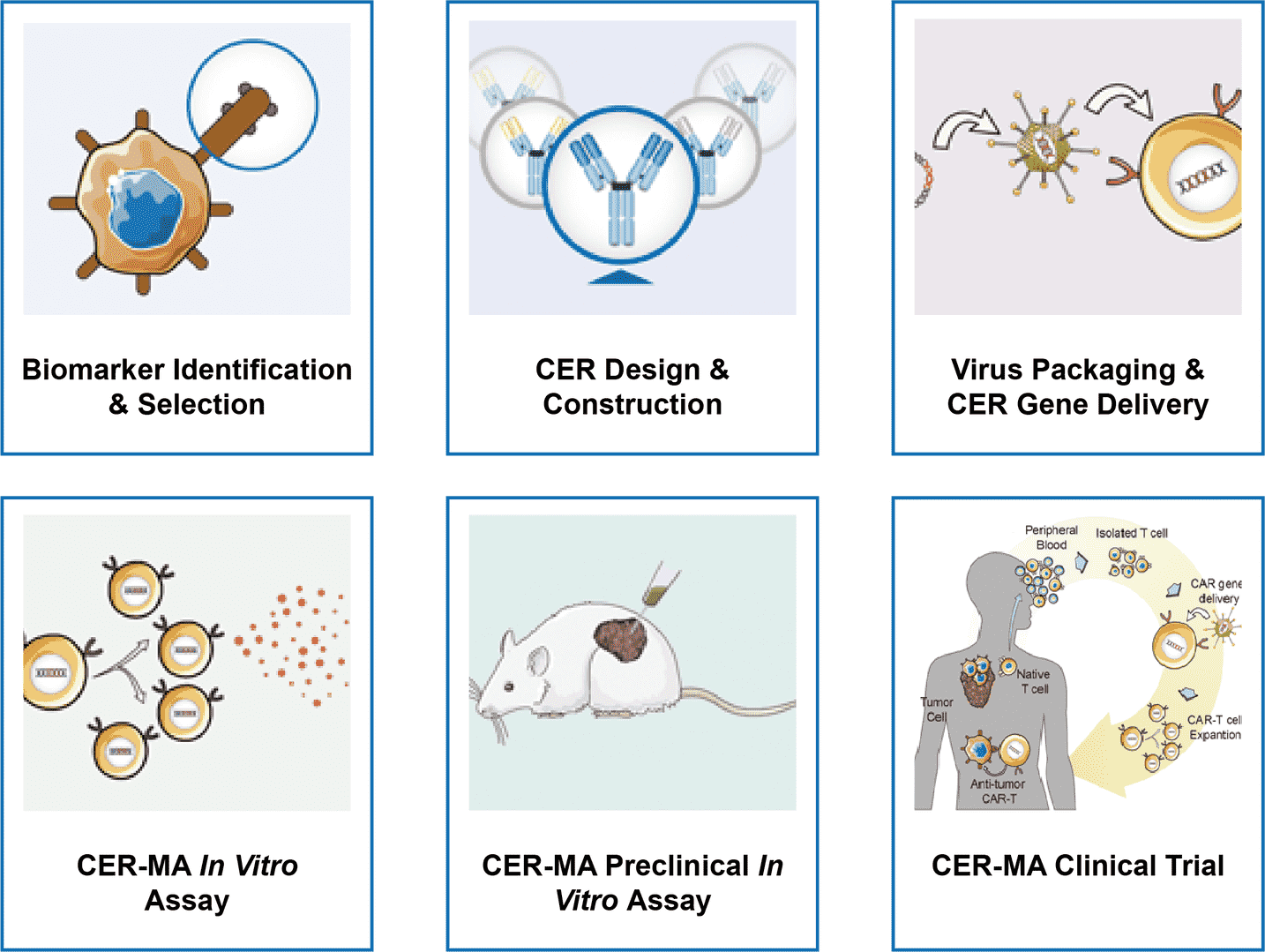 CellRapeutics™ Chimeric Engulfment Receptor (CER) Technology (Creative Biolabs Original)